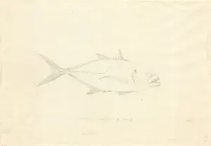 1754 1794 Prints: Caranx hippos, Crevalle jack