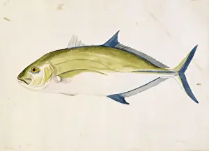 Forked Prints: Caranx melampygus, bluefin trevally