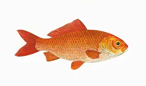 Auratus Prints: Carassius auratus auratus, or Goldfish