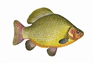 Carp Prints: Carassius carassius, or Crucian Carp