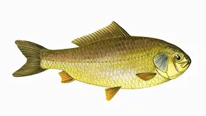 Carp Prints: Carassius gibelio, or Prussian Carp