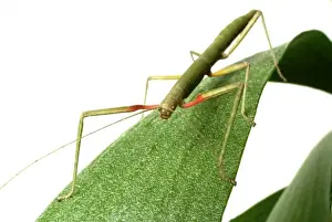 Closeup Prints: Carausius morosus, Indian stick insect