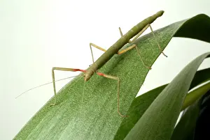 Carausius morosus, Indian stick insect