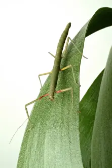 Carausius morosus, Indian stick insect