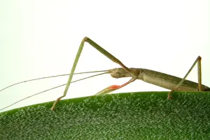 Carausius morosus, Indian stick insect