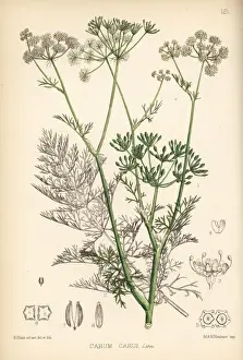 Caraway, Carum carvi