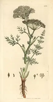 Caraway, Carum carvi