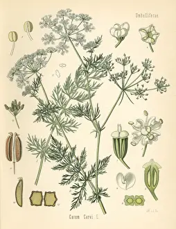Spice Prints: Caraway or Persian cumin, Carum carvi