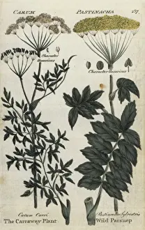 Joshuahamilton Prints: Caraway plant, Carum carvi, and wild parsnip