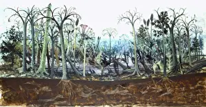Carboniferous coal forest