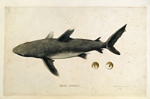 Elasmobranch Collection: Carcharhinus sp