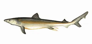 Shark Prints: Carcharodon carcharias, or great white shark
