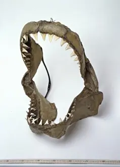 Carcharodon carcharias, great white shark
