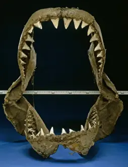 Carcharodon carcharias, great white shark jaw bones