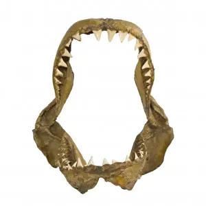 Shark Prints: Carcharodon carcharias, great white shark jaw bones