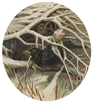 Bough Prints: Card; Birds on Bough