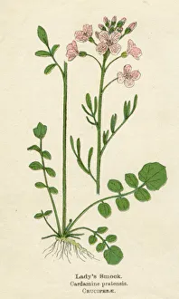 Cress Collection: CARDAMINE PRATENSIS