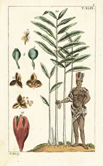 Cardamom tree, Elettaria cardamomum