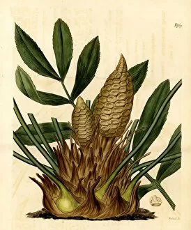 Cardboard palm, Zamia furfuracea. Endangered