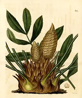 Curtis Prints: Cardboard palm, Zamia furfuracea. Endangered