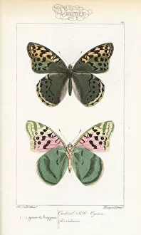 Alexis Collection: Cardinal butterfly, Argynnis pandora