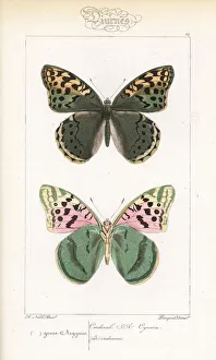 Alexis Collection: Cardinal butterfly, Argynnis pandora