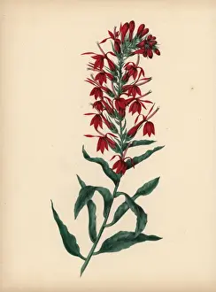 Crimson Prints: Cardinal flower with crimson flowers Lobelia cardinalis