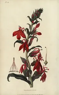 Richardmorris Prints: Cardinal flower, Lobelia cardinalis