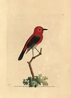 Cardinalis Prints: Cardinal myzomela, Myzomela cardinalis
