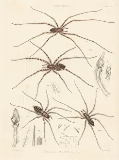 Giant House Spider Prints