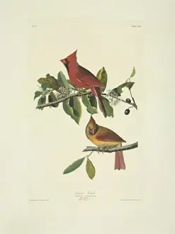 Cardinalis cardinalis, northern cardinal