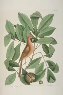 Bahama Prints: Cardinalis cardinalis, northern cardinal