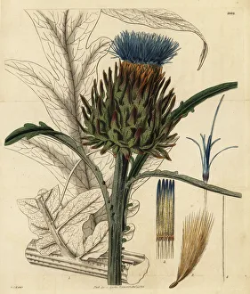 Hooker Gallery: Cardoon or artichoke thistle, Cynara cardunculus