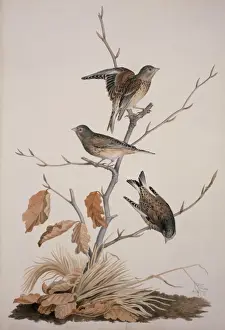 Carduelis cannabina, common linnet
