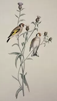Carduelis carduelis, European goldfinch