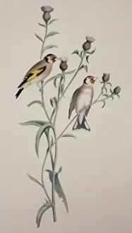 Carduelis Prints: Carduelis carduelis, European goldfinch