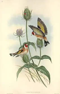 Carduelis carduelis, European goldfinch