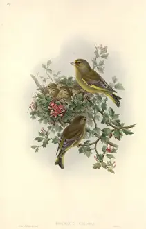Carduelis Prints: Carduelis chloris, European greenfinch