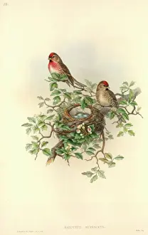 Blossom Prints: Carduelis flammea cabaret, lesser redpoll
