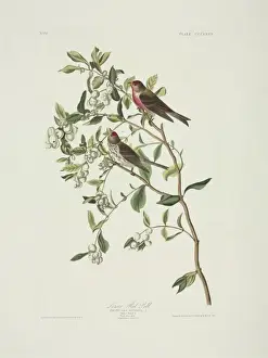 Audubon Prints: Carduelis flammea, common redpoll