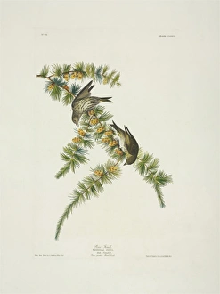 Carduelis pinus, pine siskin Carduelis pinus, pine siskin
