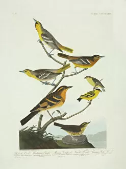 Flock Gallery: Carduelis psaltria, Icterus galbula, I. Bullockii, Seiurus n