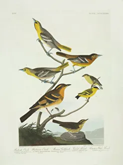 Branch Collection: Carduelis psaltria, Icterus galbula, I. Bullockii, Seiurus n