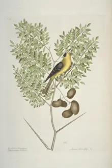 Carduelis Prints: Carduelis tristis, American goldfinch