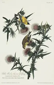 Carduelis tristis, American goldfinch