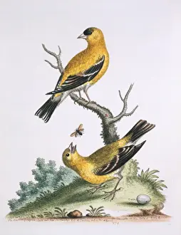 Carduelis tristis, American goldfinch