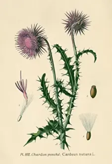 Carduus Prints: Carduus Nutans