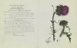 Women Artists Collection: Carduus nutans, musk thistle
