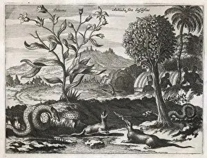 Caribbean Landscape 1520