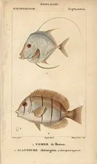 Hippolyte Prints: Caribbean moonfish, Selene brownii, and doctorfish